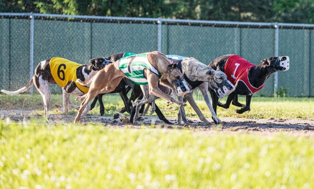 How to Get Started with Greyhounds Betting